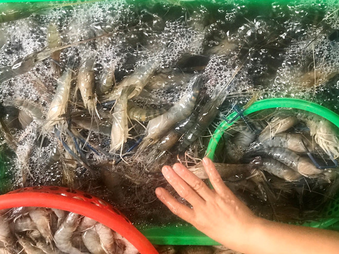 Sự thật về tôm hùm 'giải cứu' - Ảnh 5. Sự thật về tôm hùm 'giải cứu' - Ảnh 5.