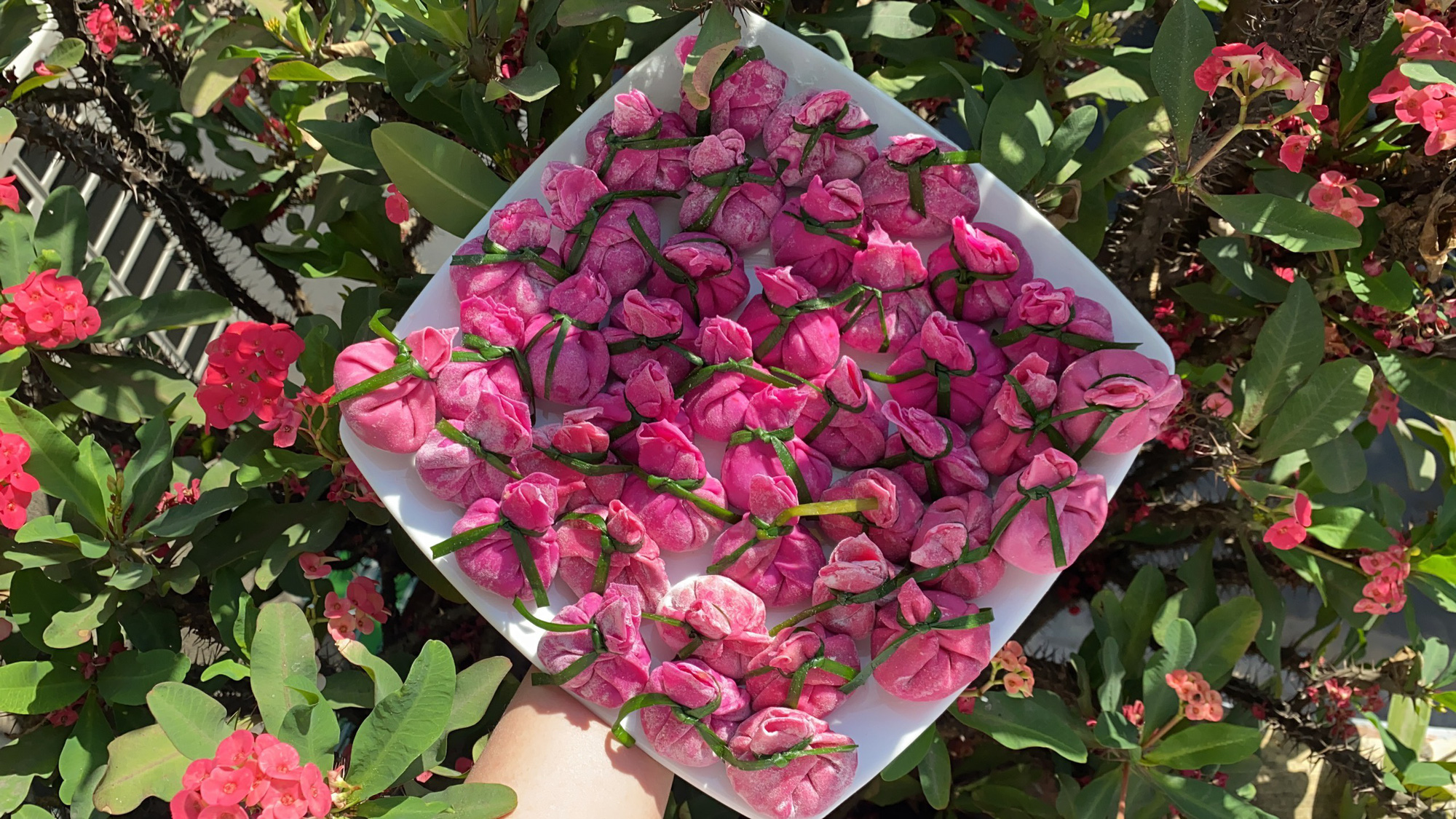 Làm hoành thánh bằng thanh long ruột đỏ bán không kịp nghỉ tay - Ảnh 1. Làm hoành thánh bằng thanh long ruột đỏ bán không kịp nghỉ tay - Ảnh 1.