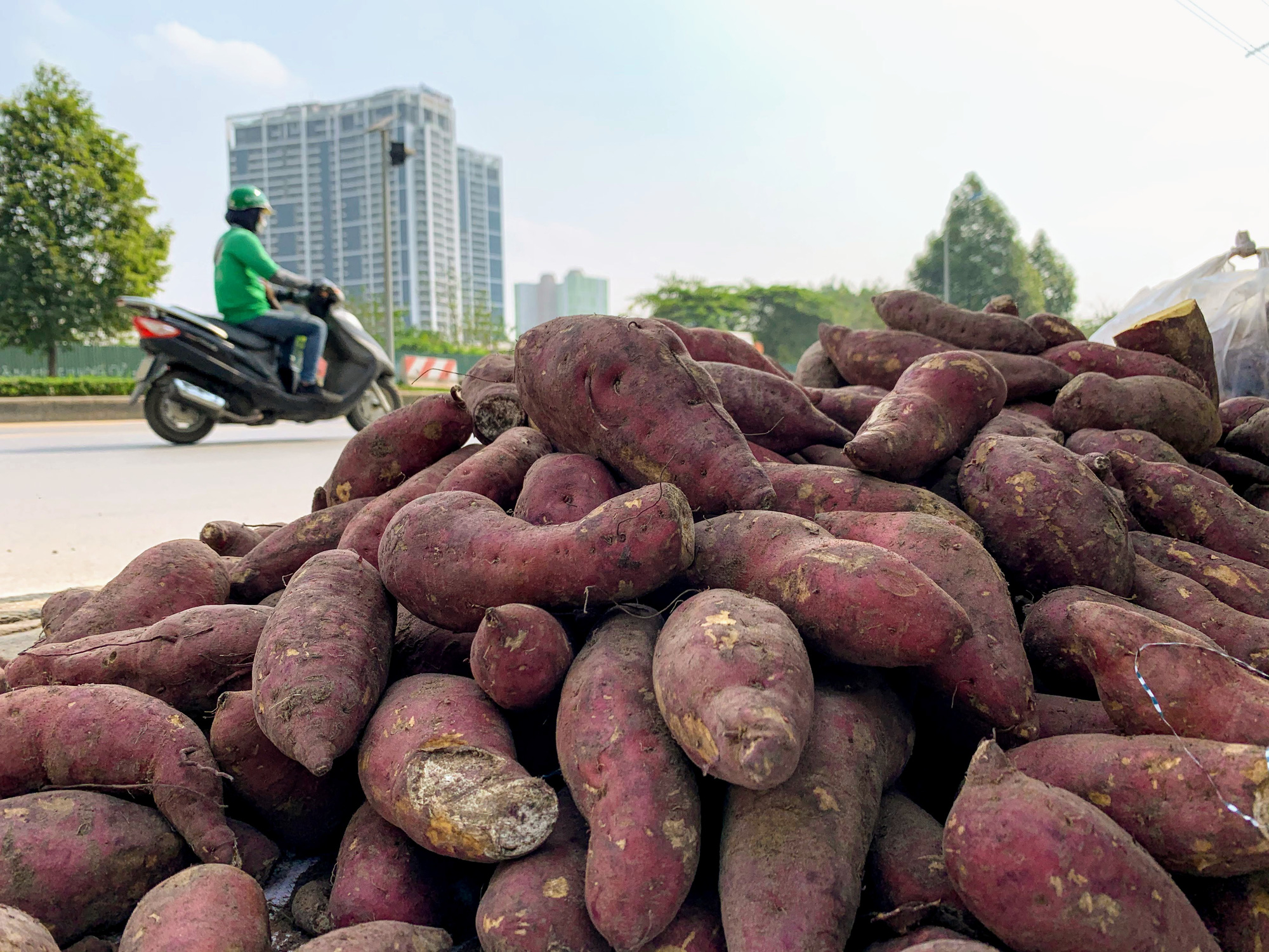 Hàng trăm tấn khoai lang nằm dài trên đường phố Hà Nội chờ 'giải cứu' - Ảnh 3. Hàng trăm tấn khoai lang nằm dài trên đường phố Hà Nội chờ 'giải cứu' - Ảnh 3.