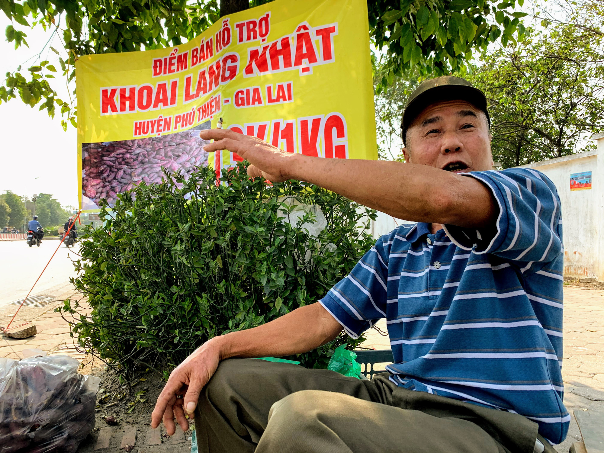 Hàng trăm tấn khoai lang nằm dài trên đường phố Hà Nội chờ 'giải cứu' - Ảnh 4. Hàng trăm tấn khoai lang nằm dài trên đường phố Hà Nội chờ 'giải cứu' - Ảnh 4.