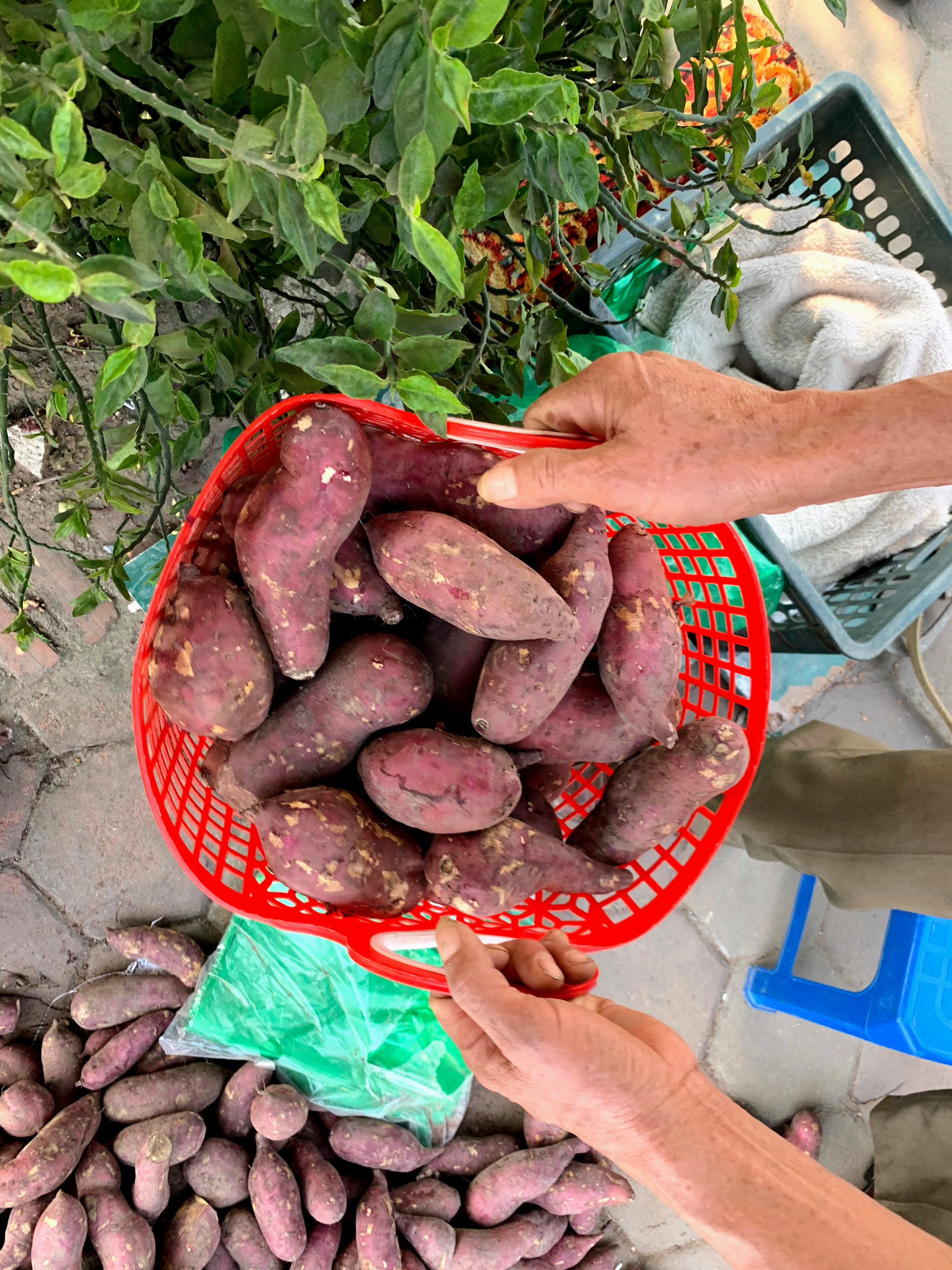 Hàng trăm tấn khoai lang nằm dài trên đường phố Hà Nội chờ 'giải cứu' - Ảnh 6. Hàng trăm tấn khoai lang nằm dài trên đường phố Hà Nội chờ 'giải cứu' - Ảnh 6.