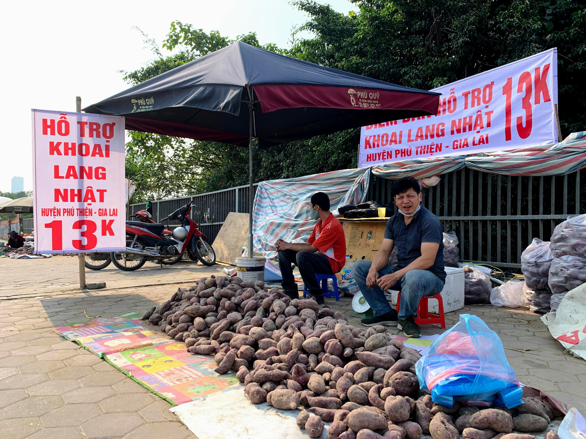Hàng trăm tấn khoai lang nằm dài trên đường phố Hà Nội chờ 'giải cứu' - Ảnh 1. Hàng trăm tấn khoai lang nằm dài trên đường phố Hà Nội chờ 'giải cứu' - Ảnh 1.