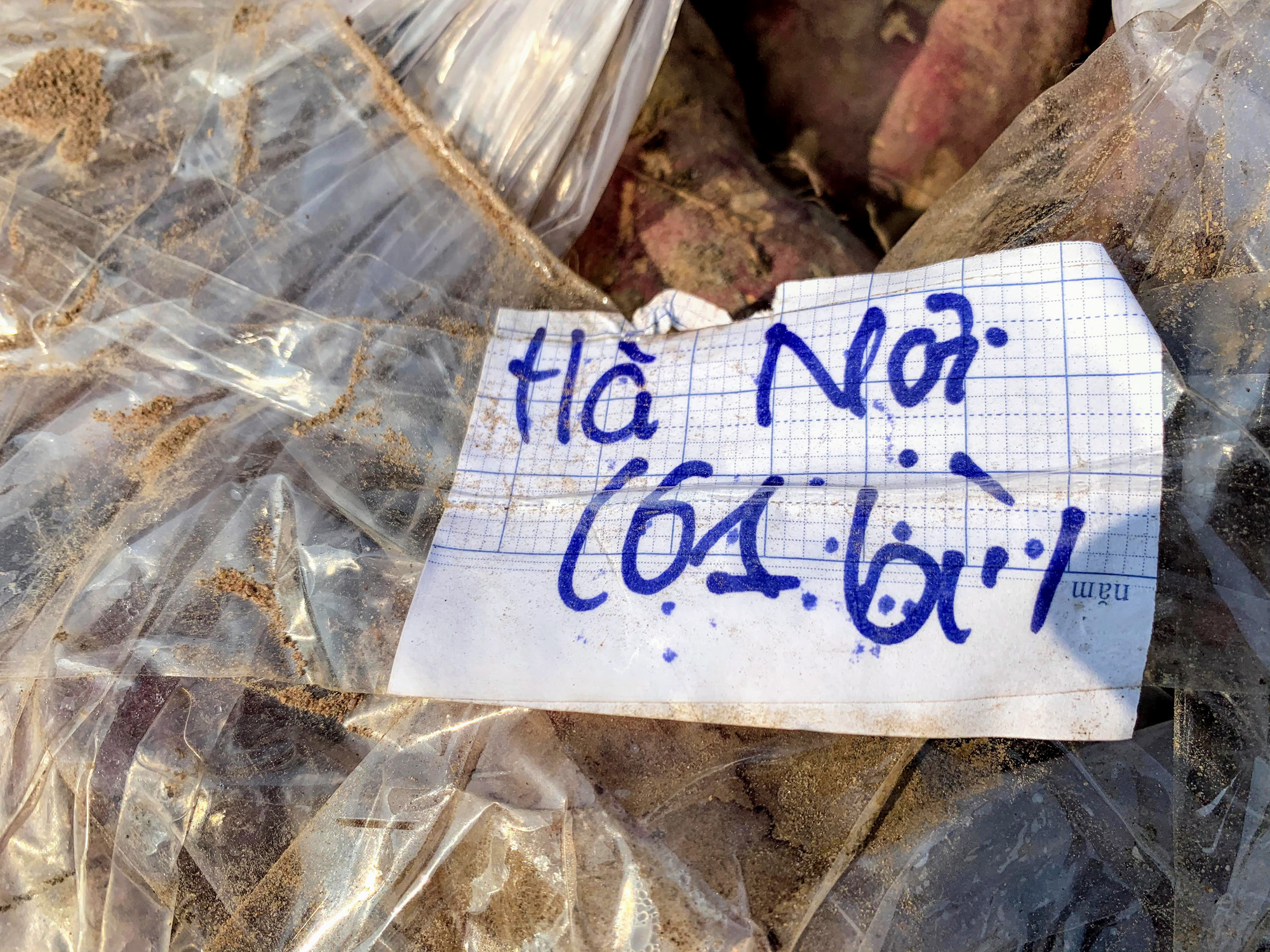 Hàng trăm tấn khoai lang nằm dài trên đường phố Hà Nội chờ 'giải cứu' - Ảnh 10. Hàng trăm tấn khoai lang nằm dài trên đường phố Hà Nội chờ 'giải cứu' - Ảnh 10.