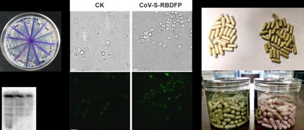 Trung Quốc sản xuất thành công vắc xin uống ngừa virus corona - Ảnh 1.