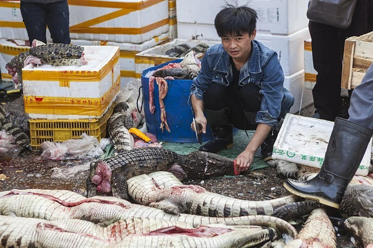 Trung Quốc nỗ lực cắt 'cơn thèm' động vật hoang dã - Ảnh 2. Trung Quốc nỗ lực cắt 'cơn thèm' động vật hoang dã - Ảnh 2.
