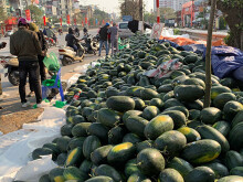 Thê thảm dưa hấu ế dồn đống, 1.000 đồng/kg vừa bán vừa khóc