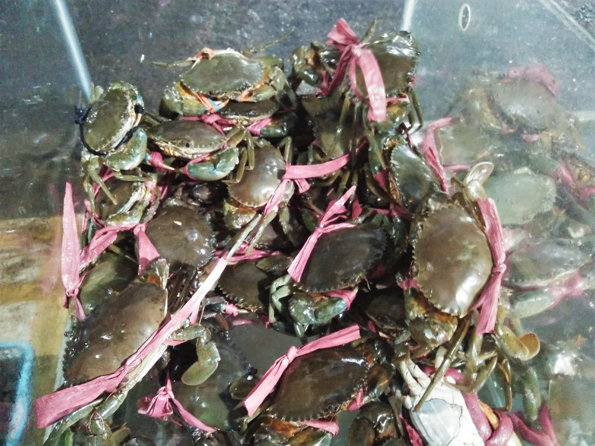 Cua biển mất nửa giá, thanh long chỉ 4.000 đồng/kg vì dịch corona - Ảnh 1. Cua biển mất nửa giá, thanh long chỉ 4.000 đồng/kg vì dịch corona - Ảnh 1.