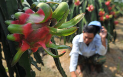 Xem xét miễn giảm lãi suất vay cho người bị thiệt hại bởi virus corona, tập trung vào du lịch, xuất khẩu