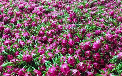 Sẽ tính toán gói hỗ trợ cho doanh nghiệp, nông dân trồng thanh long, dưa hấu… bị ảnh hưởng bởi dịch virus corona