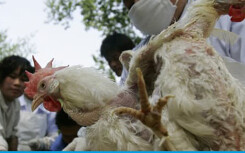 Hàng trăm triệu gia cầm ở Trung Quốc có thể chết đói vì virus Vũ Hán