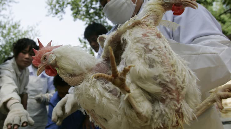 Chính phủ Trung Quốc đối phó với virus corona, người nuôi gà thiệt hại nặng nề - Ảnh 1. Chính phủ Trung Quốc đối phó với virus corona, người nuôi gà thiệt hại nặng nề - Ảnh 1.