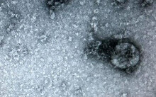 Virus corona có thể sống trong cơ thể một tháng