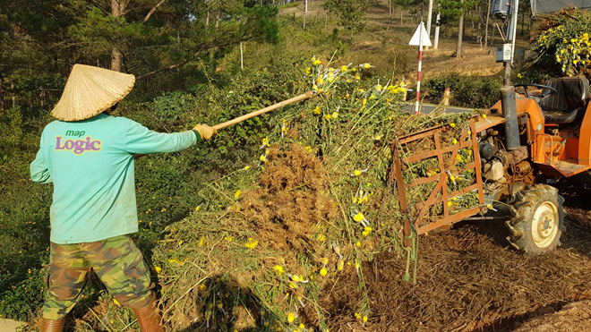 Không bán được, nông dân Đà Lạt nhổ bỏ cả cánh đồng hoa cúc - Ảnh 3. Không bán được, nông dân Đà Lạt nhổ bỏ cả cánh đồng hoa cúc - Ảnh 3.