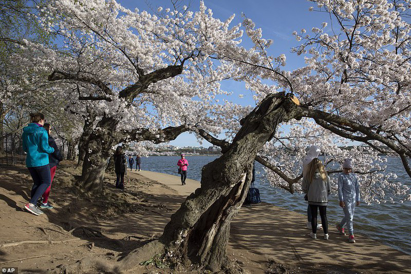 Bất chấp dịch corona, hàng trăm người vẫn đổ về Washington DC để ngắm hoa anh đào - Ảnh 10.