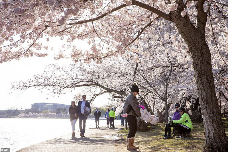 Bất chấp dịch corona, hàng trăm người vẫn đổ về Washington DC để ngắm hoa anh đào - Ảnh 1.