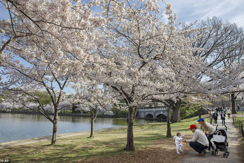 Bất chấp dịch corona, hàng trăm người vẫn đổ về Washington DC để ngắm hoa anh đào - Ảnh 4.