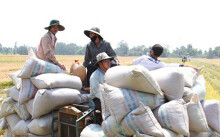 Bộ Công Thương giải thích lí do đề xuất tiếp tục xuất khẩu gạo