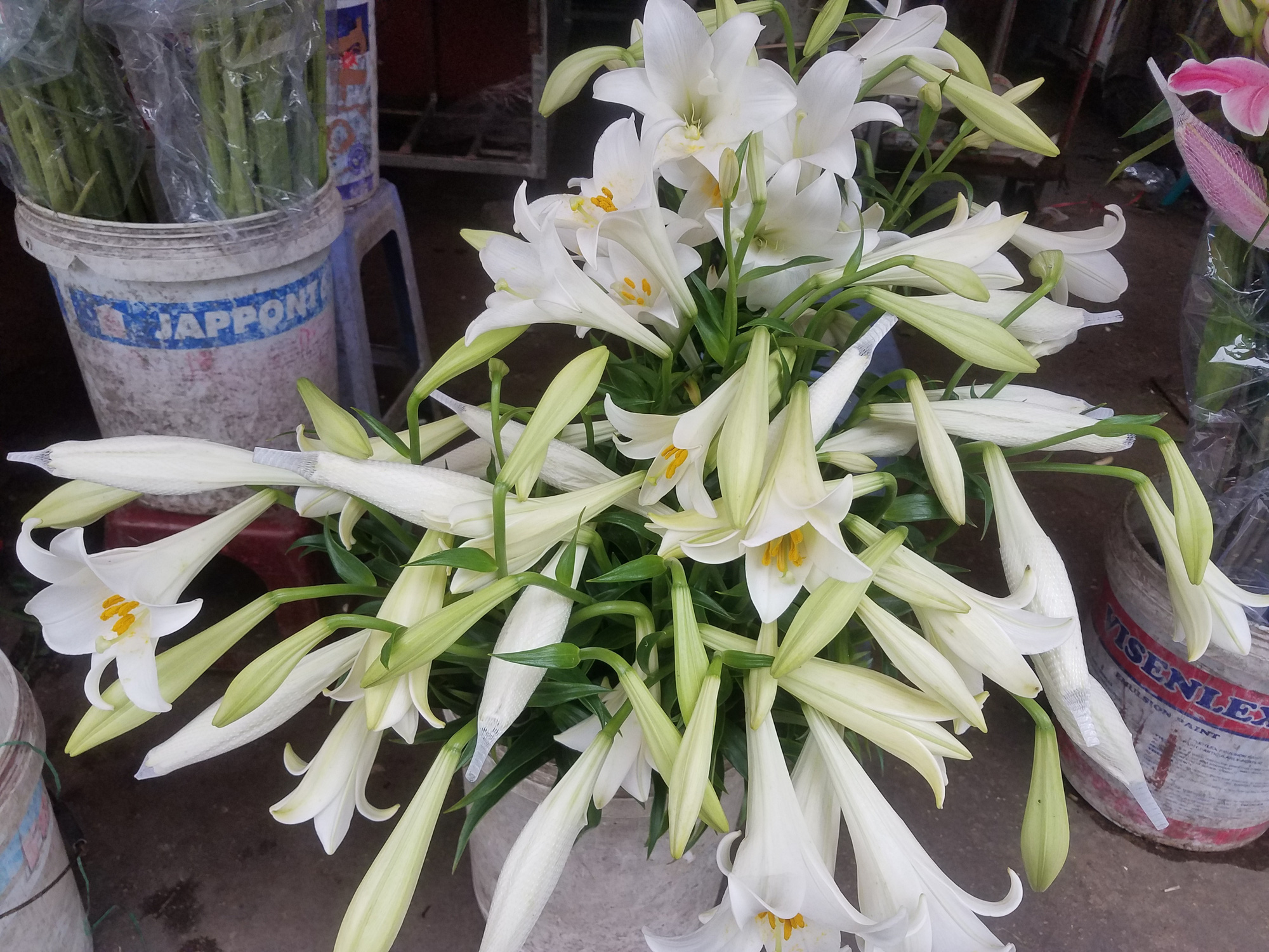Hoa loa kèn xuống giá tới 50% do ảnh hưởng bởi dịch Covid-19 - Ảnh 1. Hoa loa kèn xuống giá tới 50% do ảnh hưởng bởi dịch Covid-19 - Ảnh 1.
