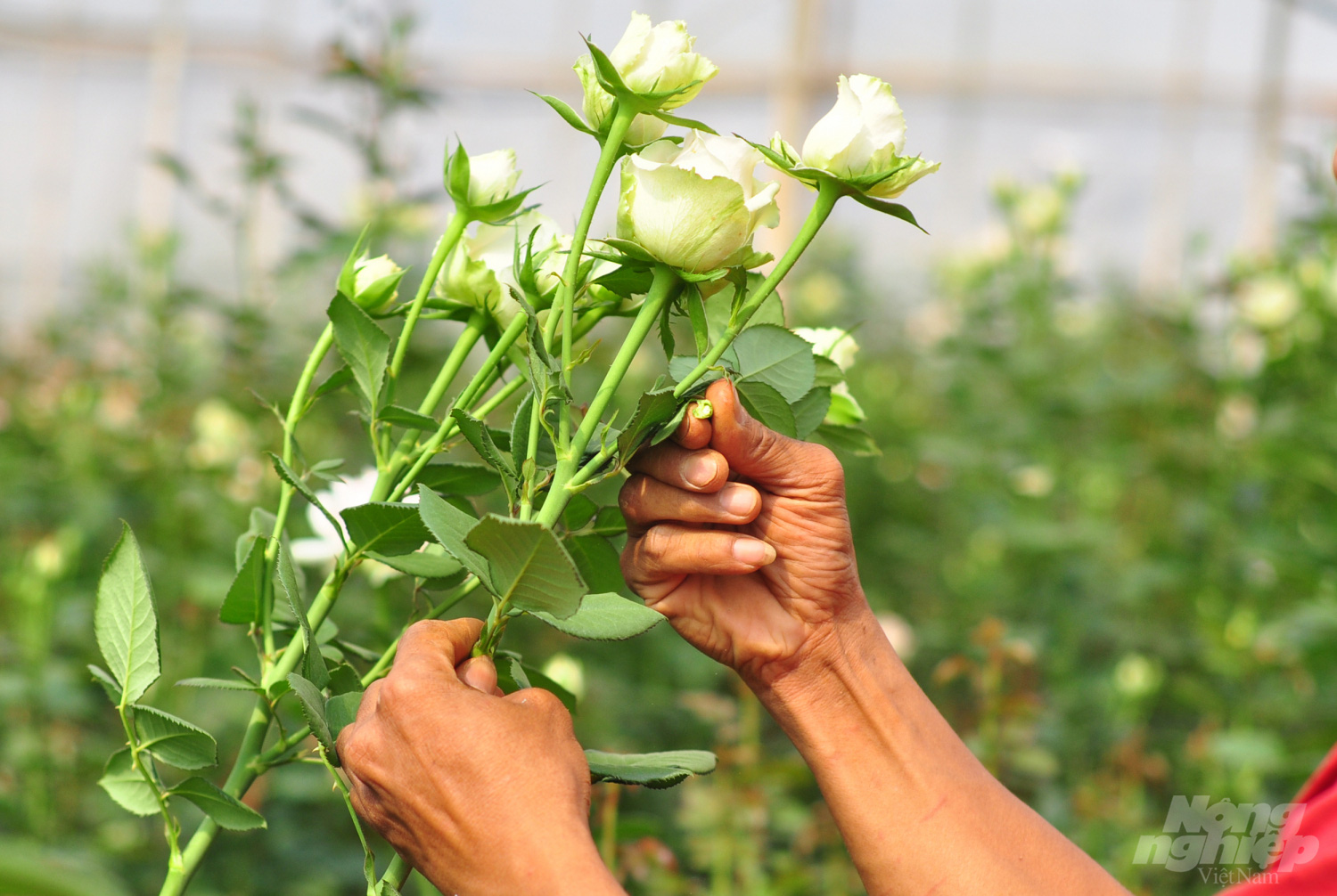 Hoa hồng Langbiang chất đống ngoài bãi rác - Ảnh 10.