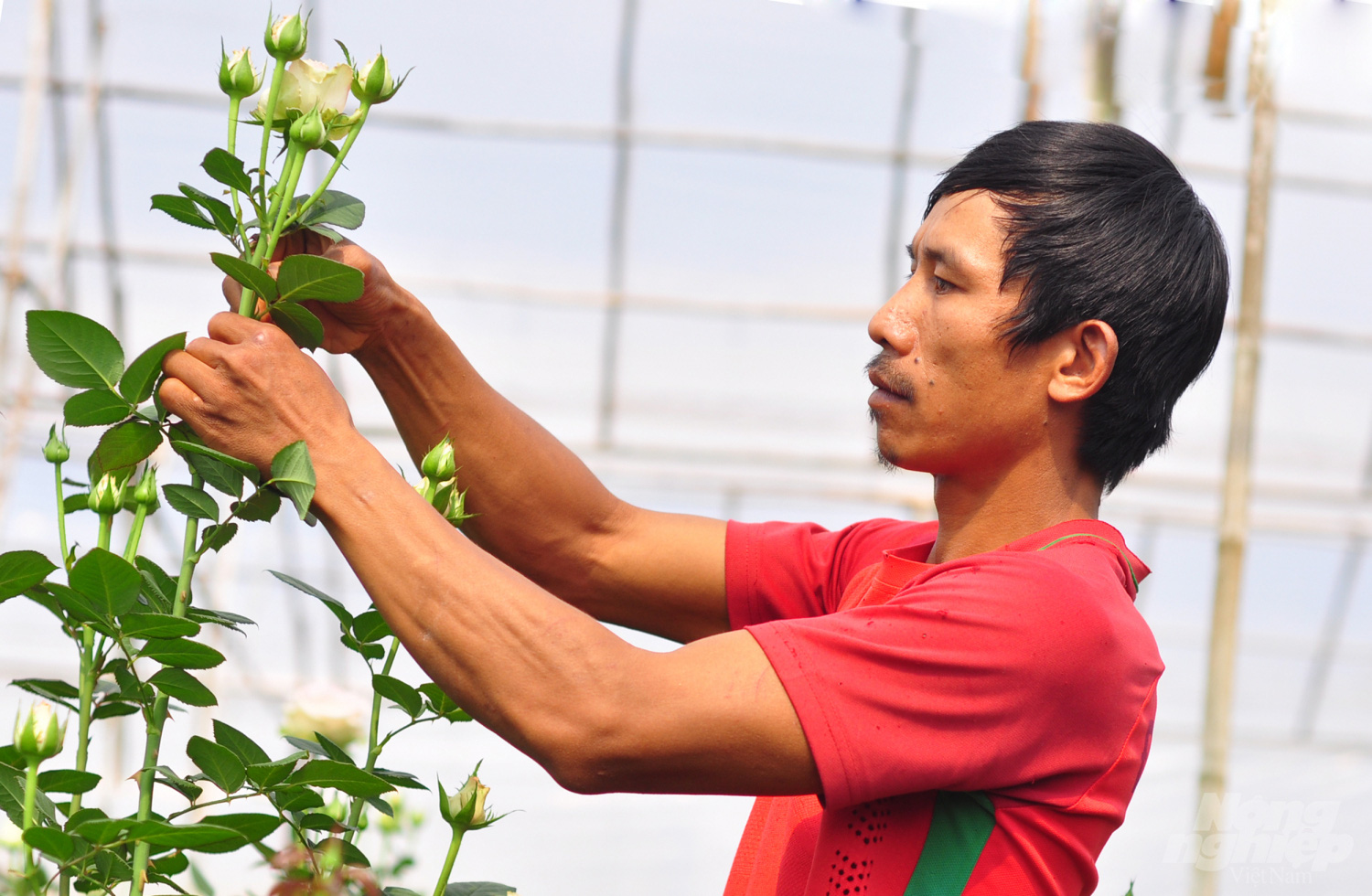 Hoa hồng Langbiang chất đống ngoài bãi rác - Ảnh 12.