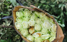 Hoa hồng Langbiang chất đống ngoài bãi rác