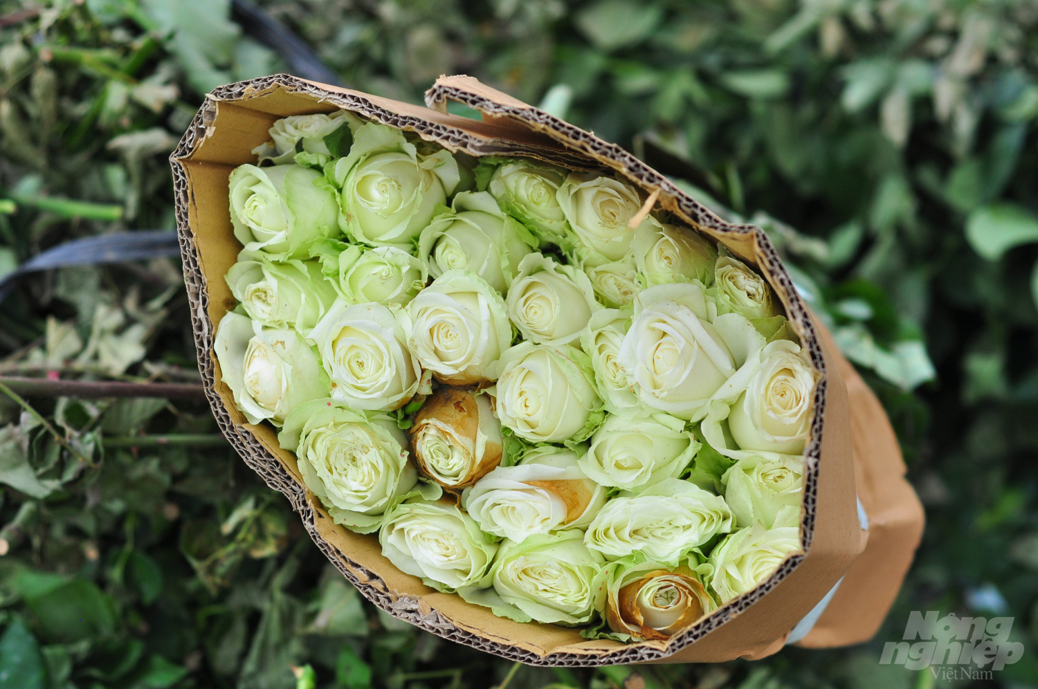 Hoa hồng Langbiang chất đống ngoài bãi rác - Ảnh 3.