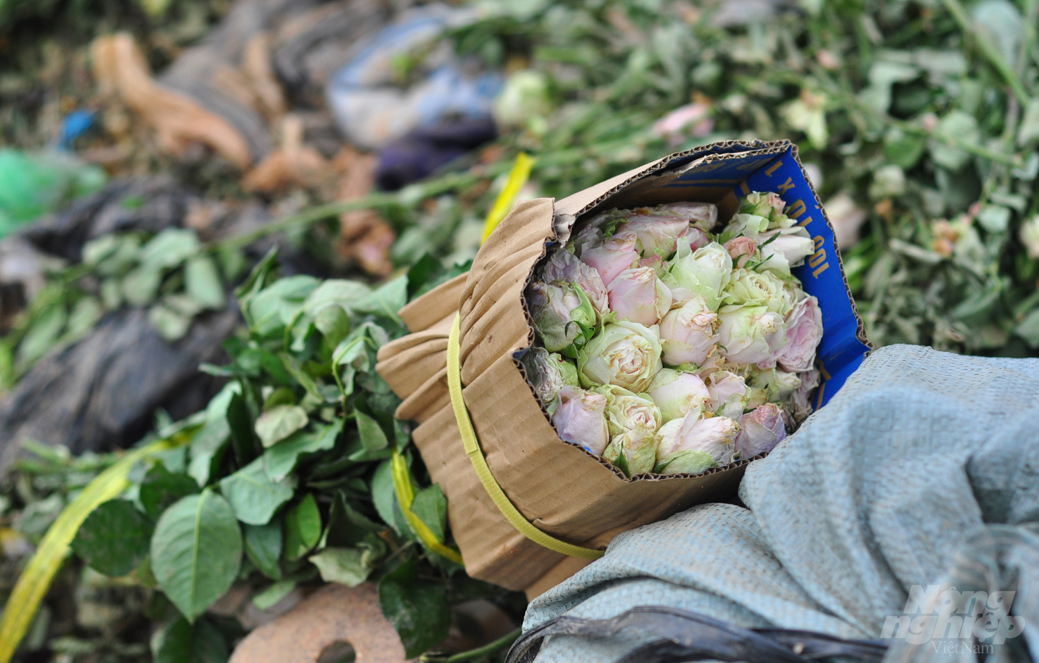 Hoa hồng Langbiang chất đống ngoài bãi rác - Ảnh 5.