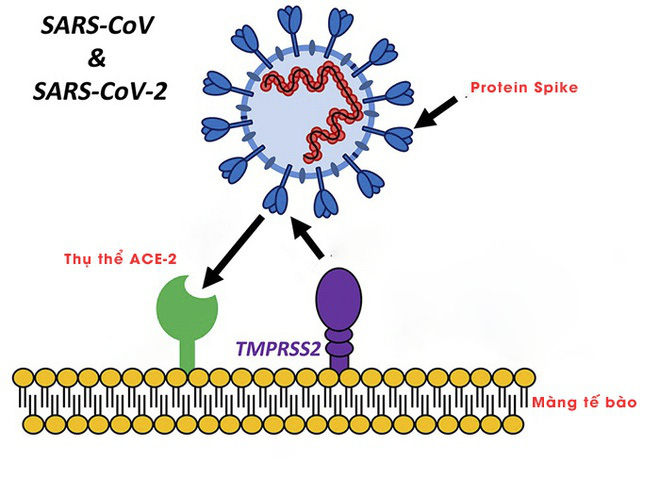 Phát hiện mới về cơ chế lây lan của virus corona - Ảnh 1. Phát hiện mới về cơ chế lây lan của virus corona - Ảnh 1.