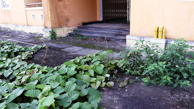 Chung cư 'chục tỉ' xây gần 10 năm ở Huế không biết làm gì, cây dại phủ như rừng - Ảnh 7. Chung cư 'chục tỉ' xây gần 10 năm ở Huế không biết làm gì, cây dại phủ như rừng - Ảnh 7.