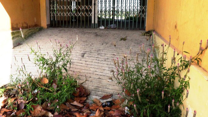 Chung cư 'chục tỉ' xây gần 10 năm ở Huế không biết làm gì, cây dại phủ như rừng - Ảnh 11. Chung cư 'chục tỉ' xây gần 10 năm ở Huế không biết làm gì, cây dại phủ như rừng - Ảnh 11.