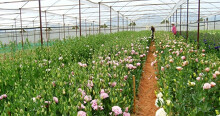 Công nghiệp hoa héo hon trong mùa dịch