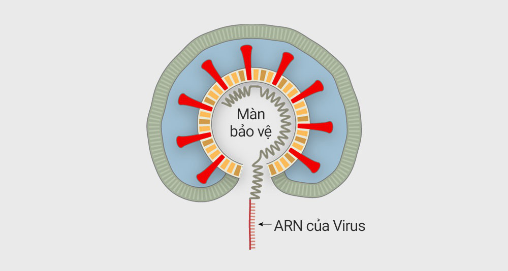 Khía cạnh tích cực khi virus Corona 'tiến hóa' - Ảnh 2. Khía cạnh tích cực khi virus Corona 'tiến hóa' - Ảnh 2.