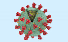 Khía cạnh tích cực khi virus Corona 'tiến hóa'