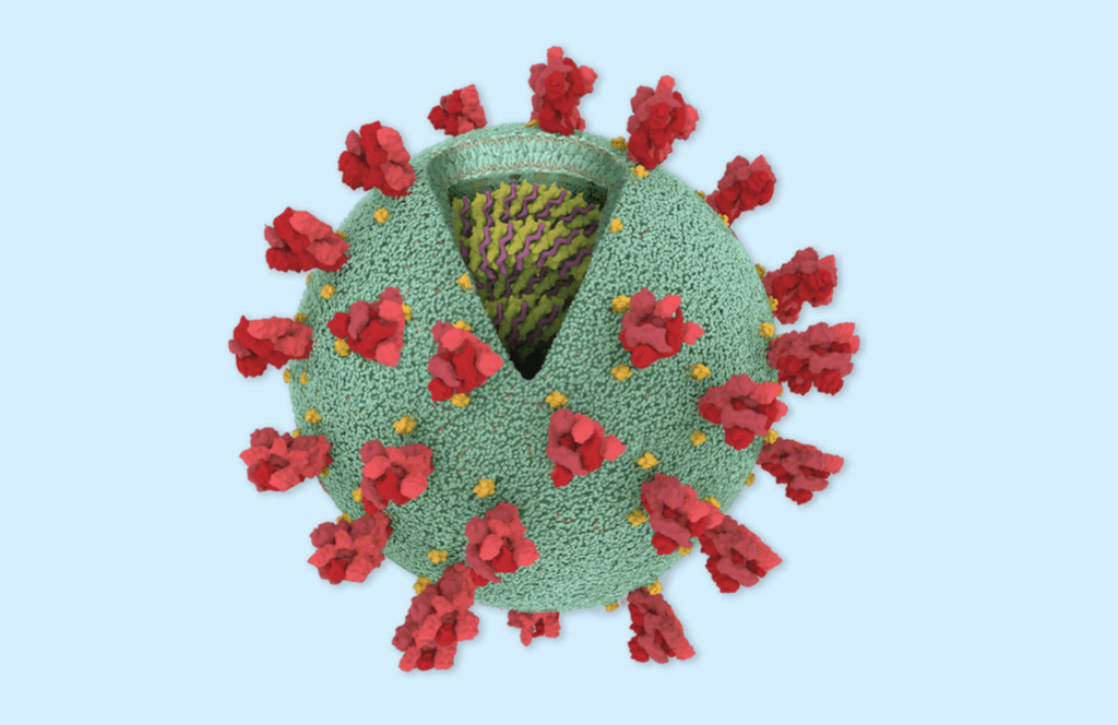 Khía cạnh tích cực khi virus Corona 'tiến hóa' - Ảnh 1. Khía cạnh tích cực khi virus Corona 'tiến hóa' - Ảnh 1.