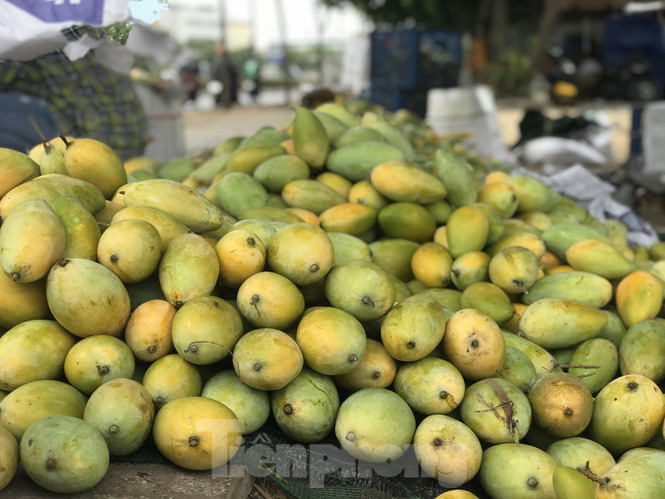Xoài vào mùa, tràn xuống lề đường giá chỉ 5.000 đồng/kg - Ảnh 9. Xoài vào mùa, tràn xuống lề đường giá chỉ 5.000 đồng/kg - Ảnh 9.