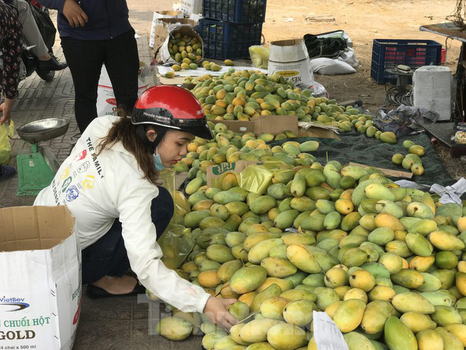 Xoài vào mùa, tràn xuống lề đường giá chỉ 5.000 đồng/kg - Ảnh 8. Xoài vào mùa, tràn xuống lề đường giá chỉ 5.000 đồng/kg - Ảnh 8.