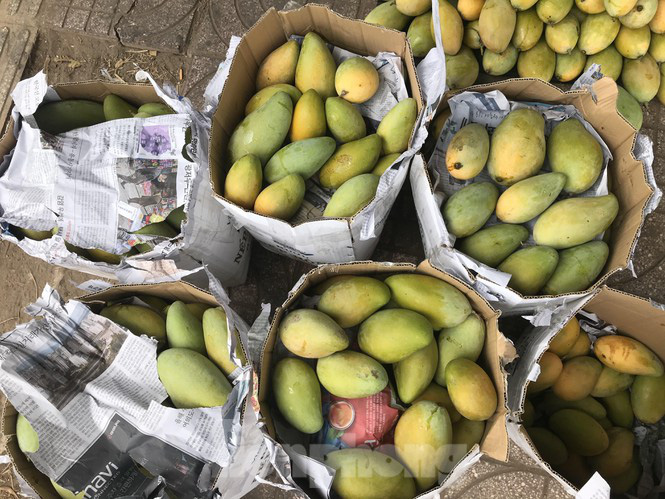 Xoài vào mùa, tràn xuống lề đường giá chỉ 5.000 đồng/kg - Ảnh 10. Xoài vào mùa, tràn xuống lề đường giá chỉ 5.000 đồng/kg - Ảnh 10.