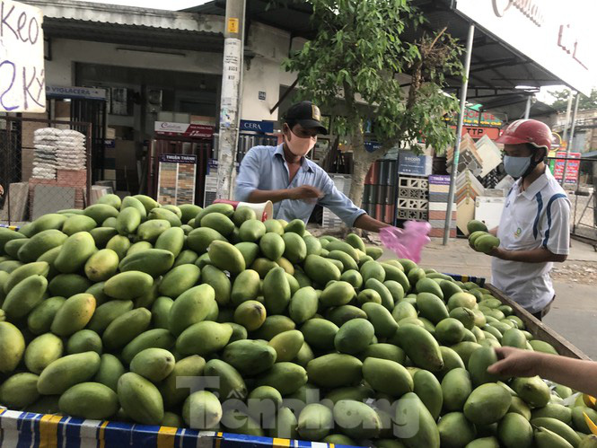 Xoài vào mùa, tràn xuống lề đường giá chỉ 5.000 đồng/kg - Ảnh 3. Xoài vào mùa, tràn xuống lề đường giá chỉ 5.000 đồng/kg - Ảnh 3.