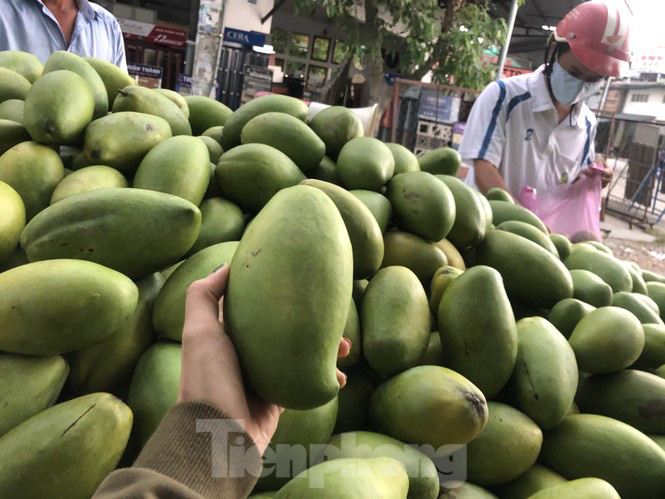 Xoài vào mùa, tràn xuống lề đường giá chỉ 5.000 đồng/kg - Ảnh 4. Xoài vào mùa, tràn xuống lề đường giá chỉ 5.000 đồng/kg - Ảnh 4.