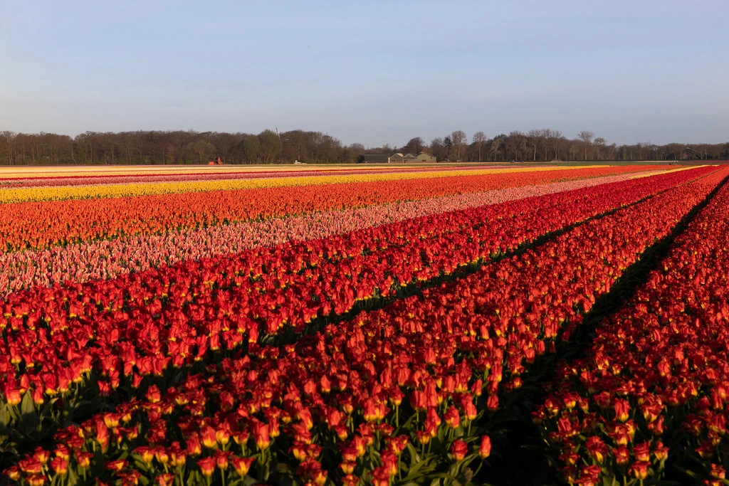 140 triệu cành hoa tulip ở Hà Lan bị nghiền nát bởi đại dịch Covid-19 - Ảnh 2. 140 triệu cành hoa tulip ở Hà Lan bị nghiền nát bởi đại dịch Covid-19 - Ảnh 2.