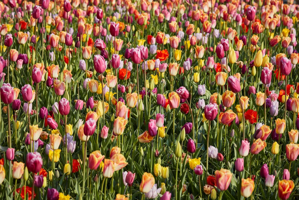 140 triệu cành hoa tulip ở Hà Lan bị nghiền nát bởi đại dịch Covid-19 - Ảnh 3. 140 triệu cành hoa tulip ở Hà Lan bị nghiền nát bởi đại dịch Covid-19 - Ảnh 3.