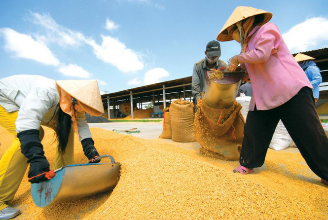 Doanh nghiệp cầu cứu Thủ tướng vì 'bất cập' mở tờ khai xuất khẩu gạo giữa đêm - Ảnh 2. Doanh nghiệp cầu cứu Thủ tướng vì 'bất cập' mở tờ khai xuất khẩu gạo giữa đêm - Ảnh 2.