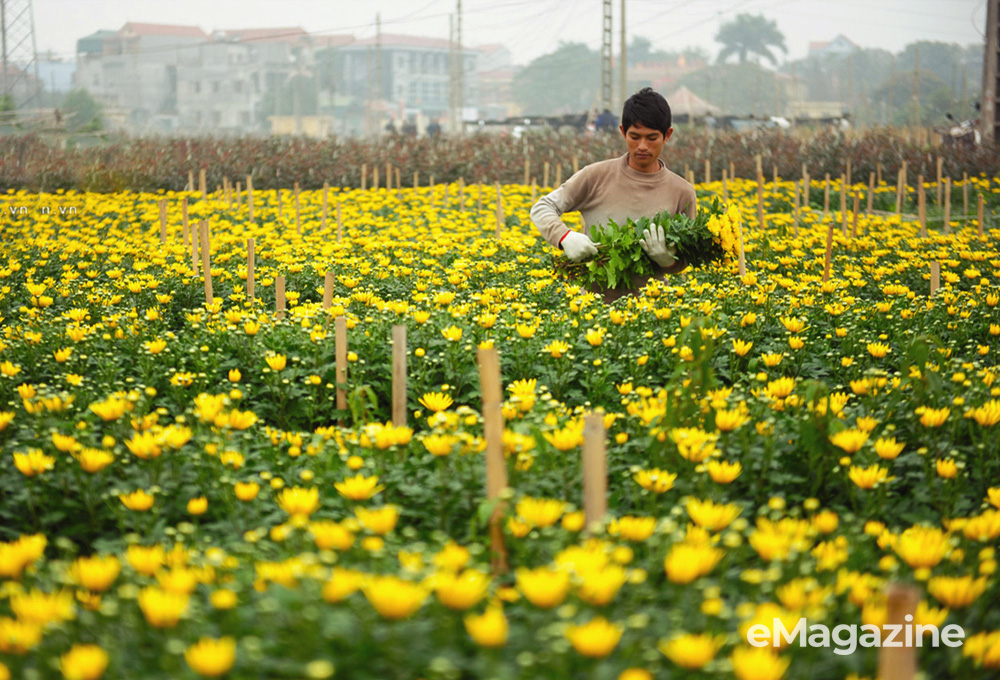 Những cánh đồng hoa ‘chảy máu’ - Ảnh 12. Những cánh đồng hoa ‘chảy máu’ - Ảnh 12.