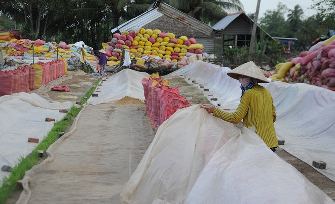 Đề nghị kiểm tra, hủy toàn bộ tờ khai xuất khẩu gạo lúc 0h - Ảnh 2.