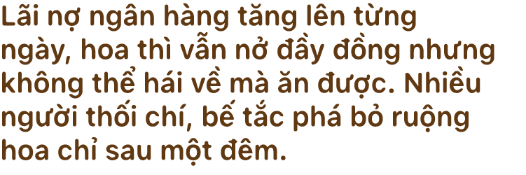Những cánh đồng hoa ‘chảy máu’ - Ảnh 4. Những cánh đồng hoa ‘chảy máu’ - Ảnh 4.