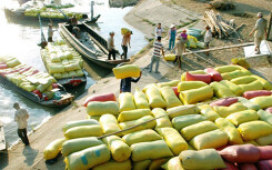 Thủ tướng chỉ đạo tháo khó cho xuất khẩu gạo, yêu cầu Bộ Công Thương báo cáo trước ngày 20/3