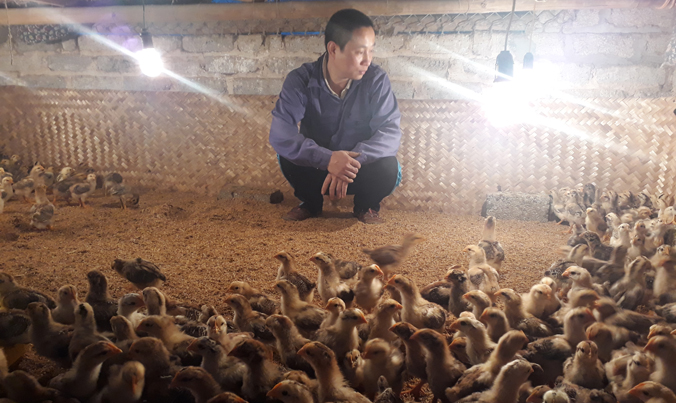 nguoi nuoi ga dieu dung vi h7n9 ga yen the that thu