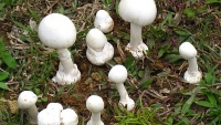 nhieu vu ngo doc nam lien tiep xay ra lam sao de phong tranh