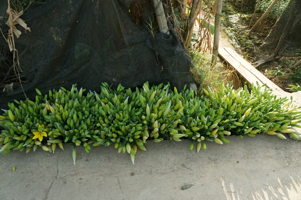 ha noi hoa ly no som nong dan lao dao