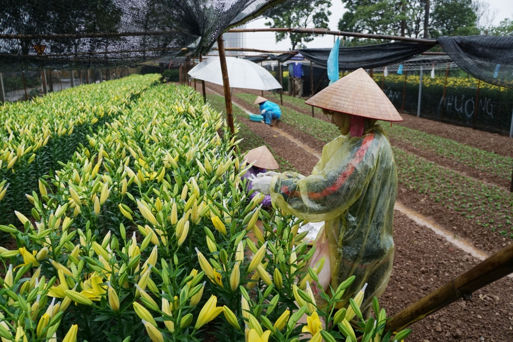 ha noi mua ret dai ngay dao lo hoa ly mung
